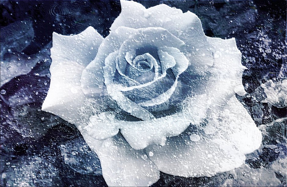 Ледяная роза