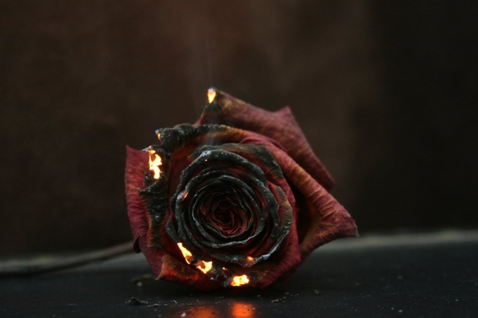 Пепел розы