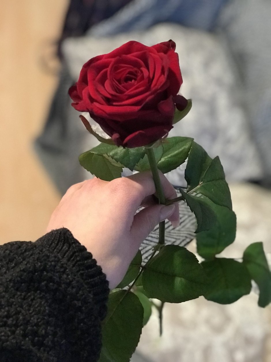 Роза р