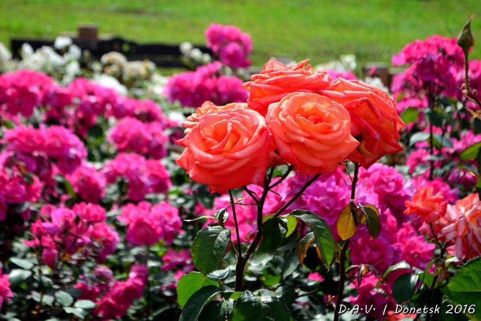 Парк Ривьера розы аллея роз