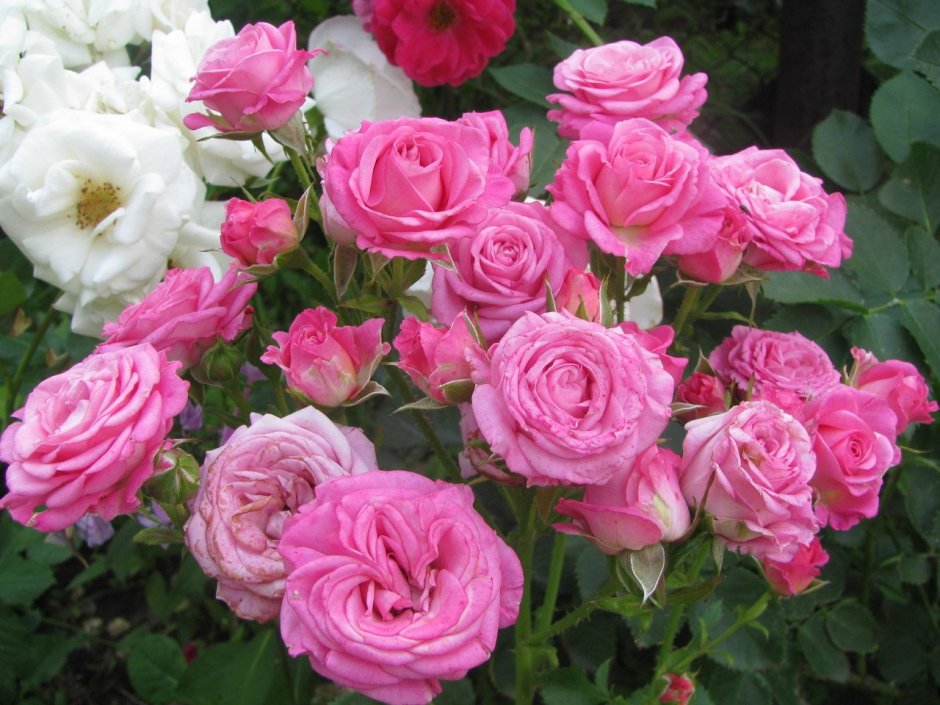 Крымская роза Королева сада