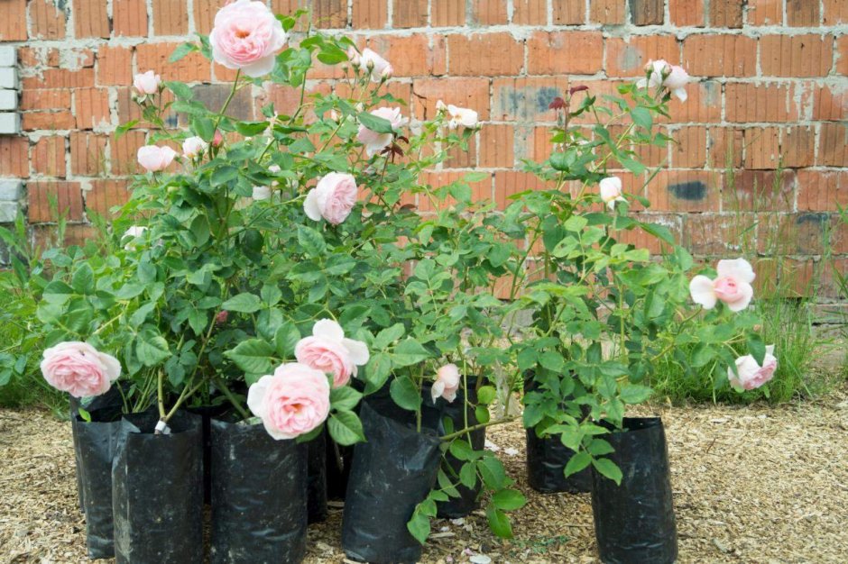 Саженцы английских роз питомник садовый мир