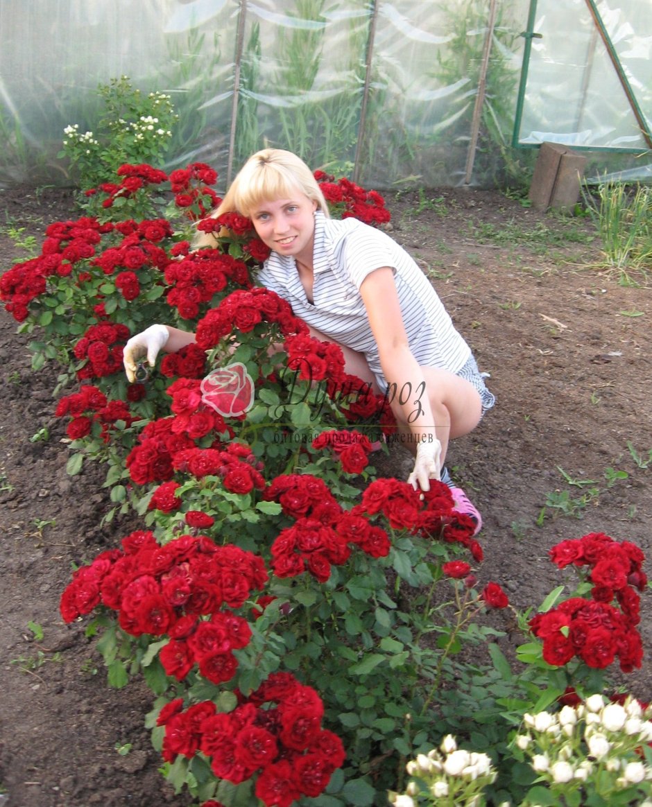 Розы Овчарова