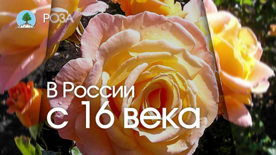 Каталог роз сады Урала