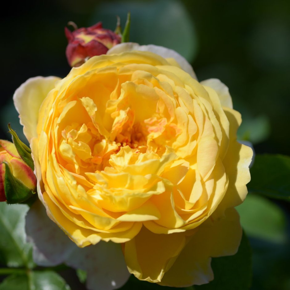Шато Барберолис роза