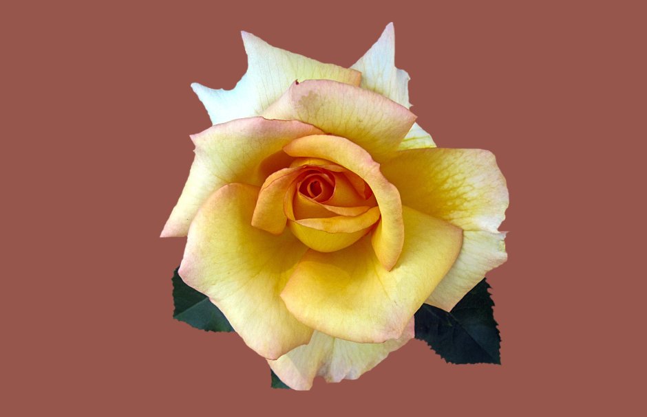 Роза чайно-гибридная ла Перла
