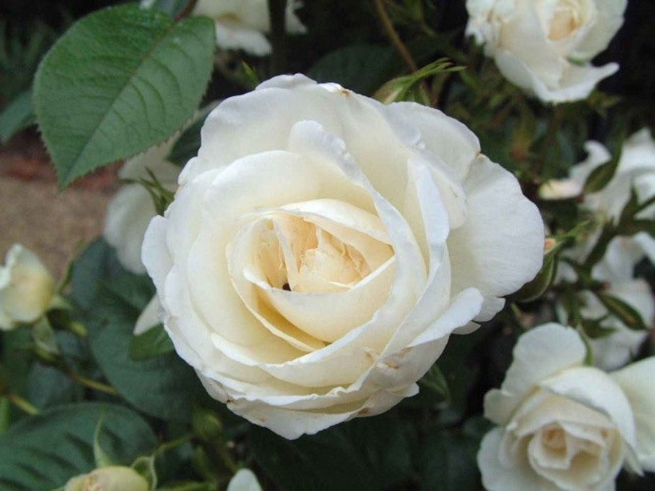 Роза флорибунда Сноу Вайт