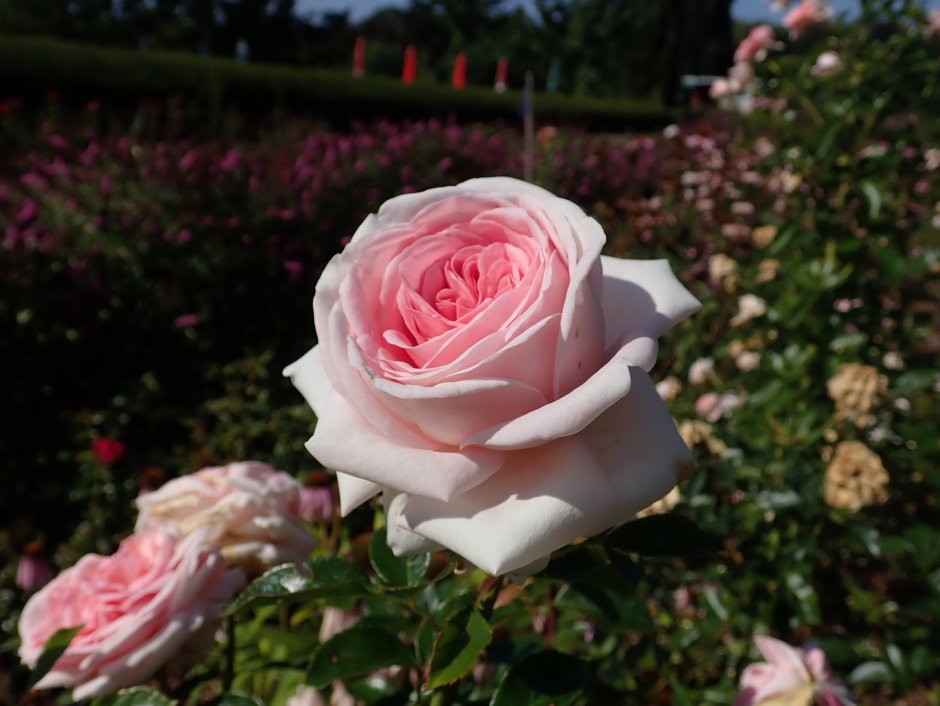 Роза la Fontaine aux Perles энциклопедия роз