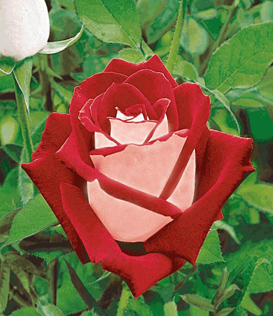 Роза чайно-гибридная Осирия