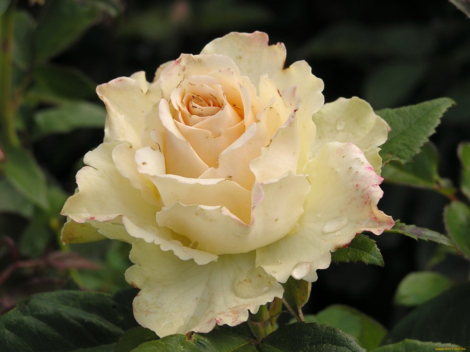 Ванилла (Vanilla) роза