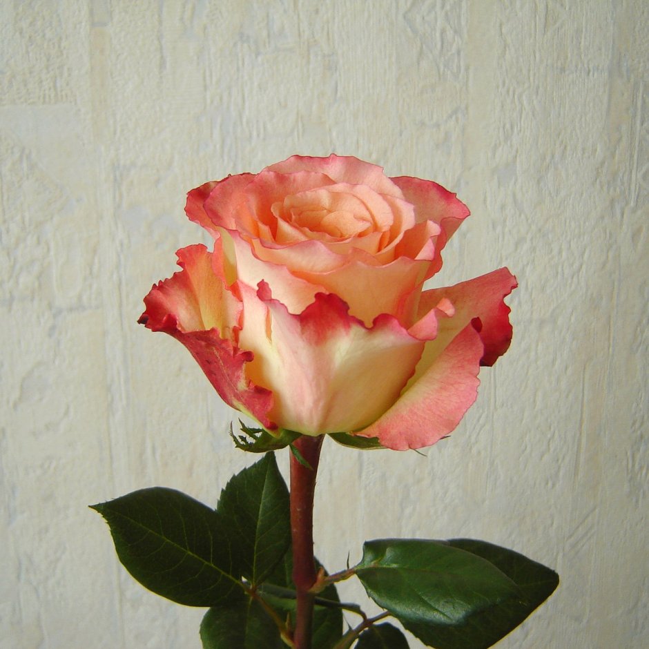 Роза роза Белла Перл