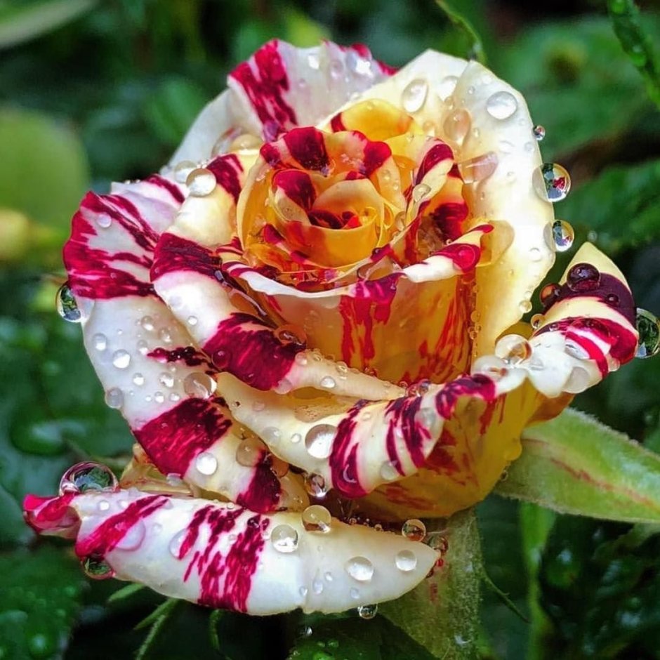 Роза чайно-гибридная тигровая фантазия