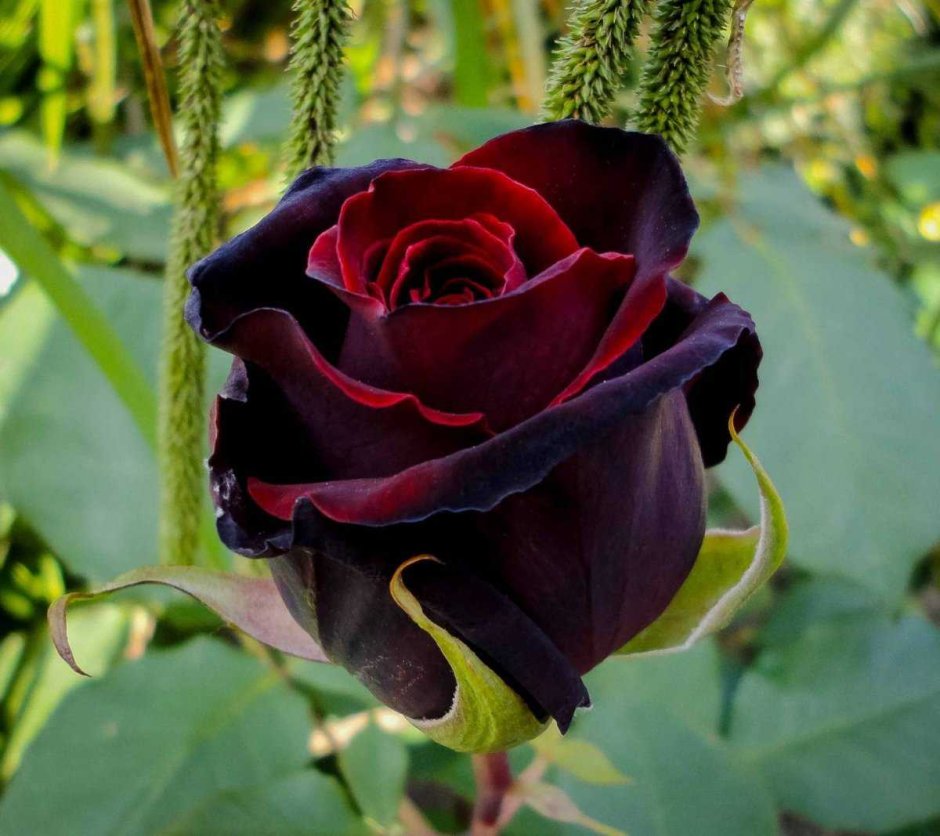 Черные розы Халфети