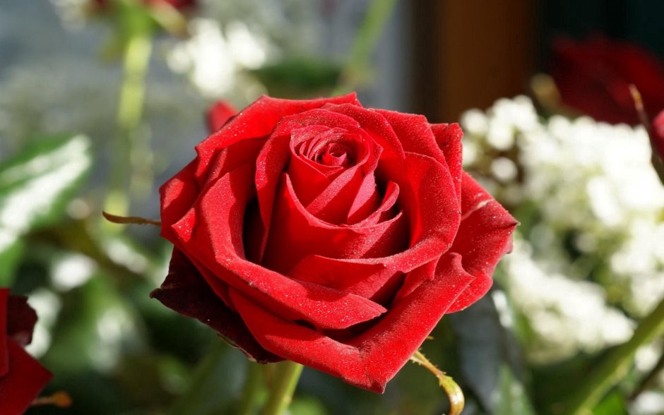 Роза чайно-гибридная (Rosa Samourai) с4