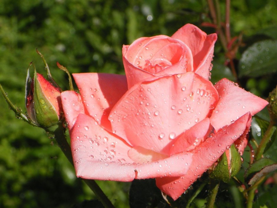 Роза цветок царица