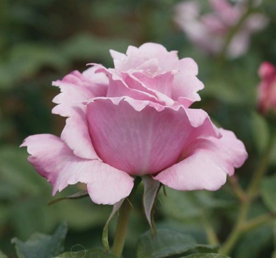 Memorial Day / Millie Rose / Parfum de liberte роза