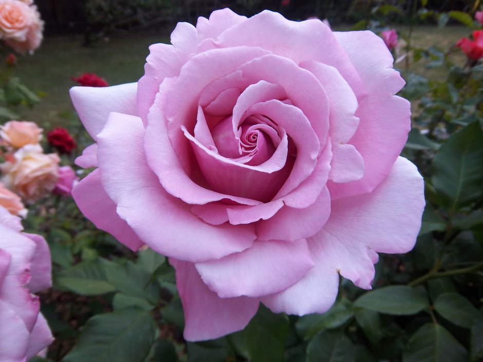 Парфюм де Либерти роза чайно-гибридная