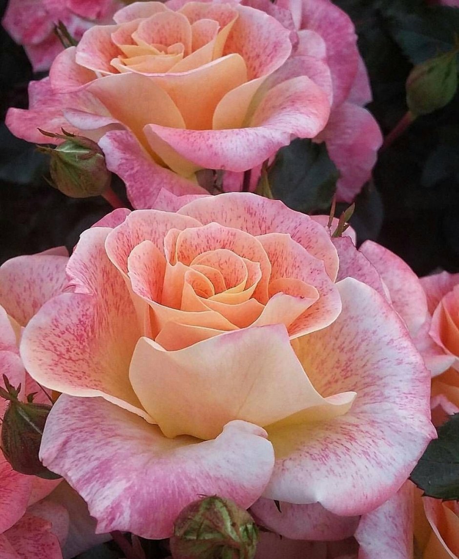 Розы чайно гибридные Глория
