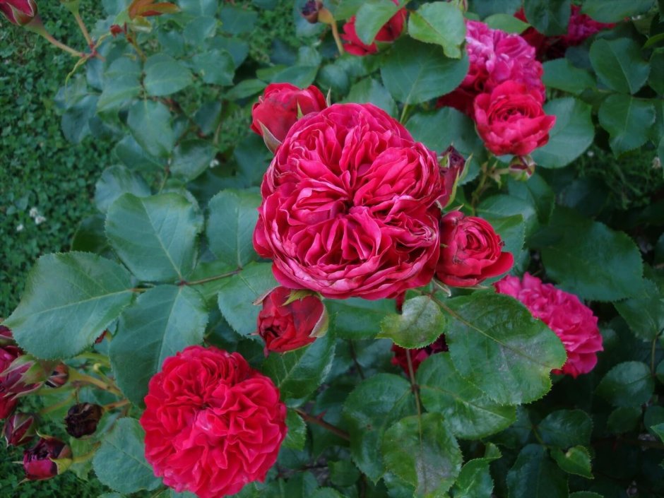 Роза флорибунда (Rosa Red Leonardo da Vinci)