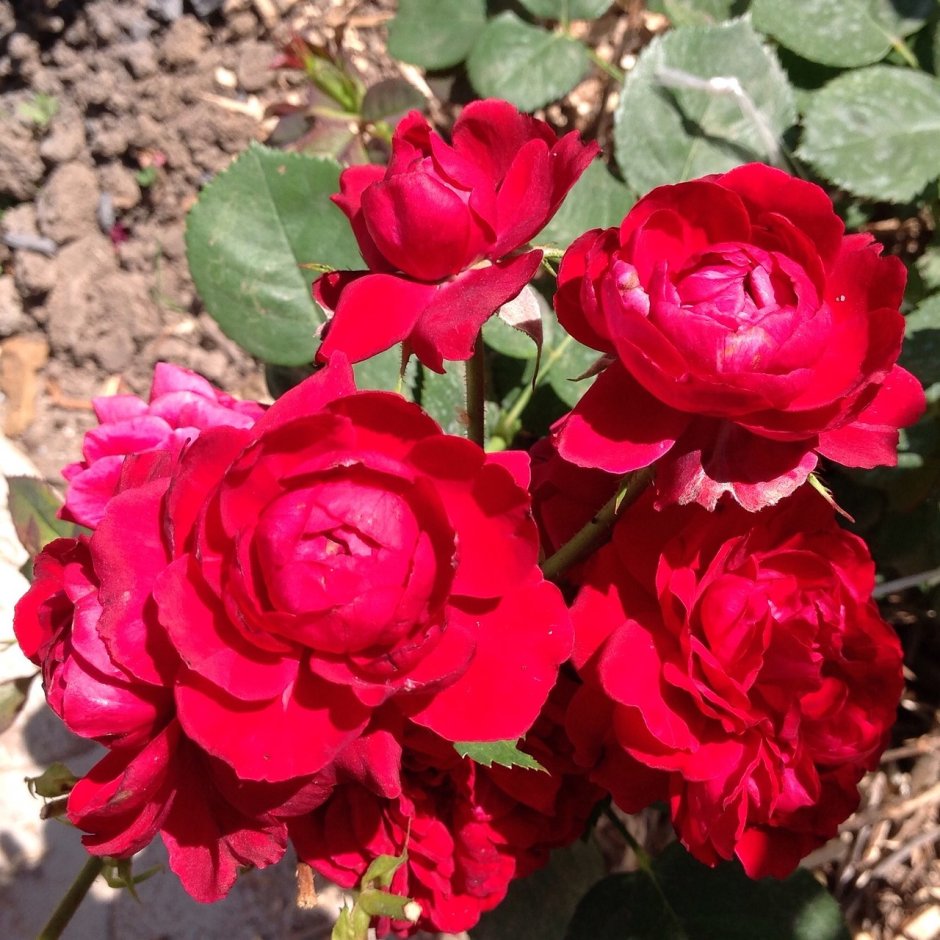 Кронборг роза флорибунда