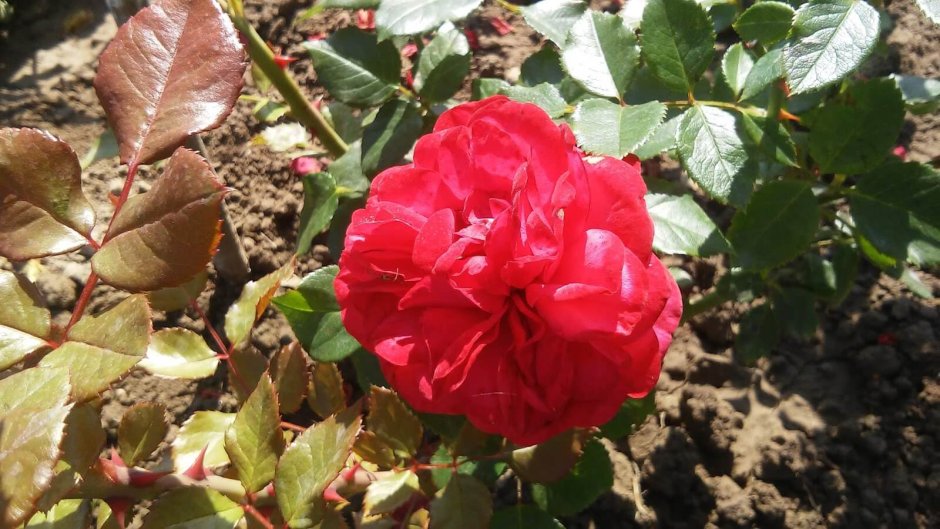 Красная бордюрная роза Red Leonardo da Vinci
