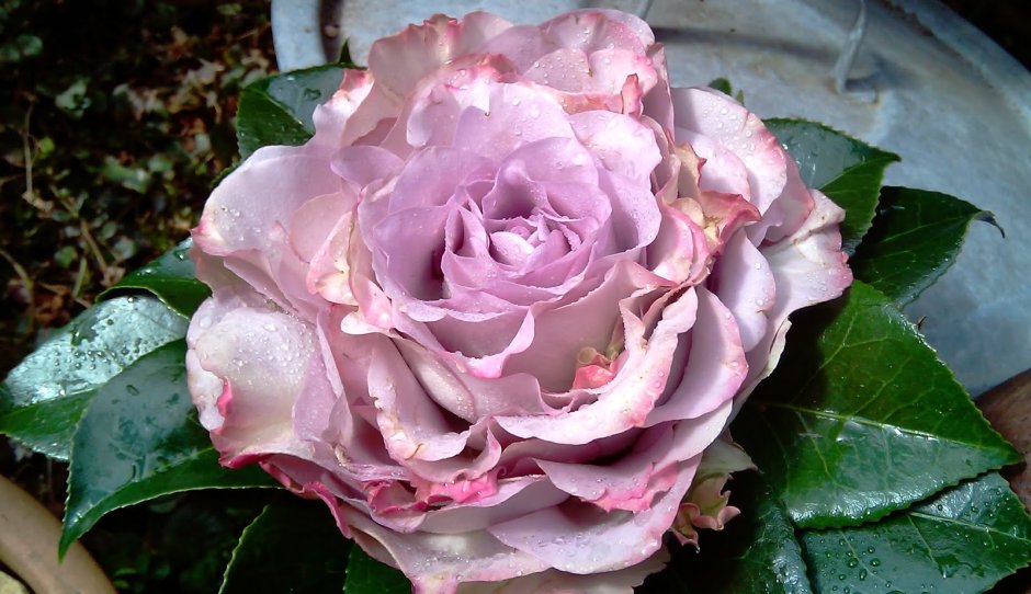 Carmen Wurth роза