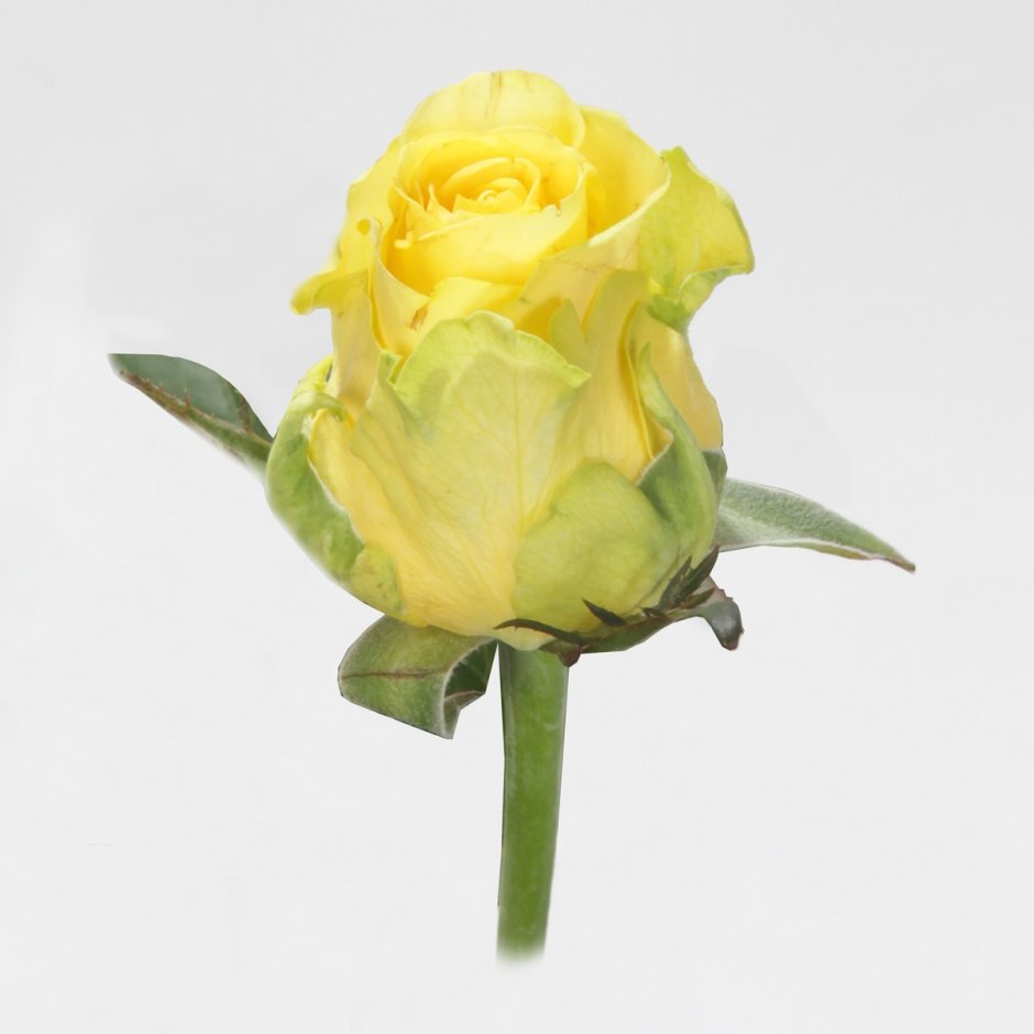 Илиос роза желтая чайно-гибридная