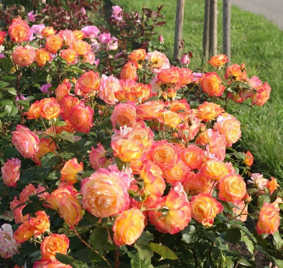 Роза (Gartenspass) флорибунда