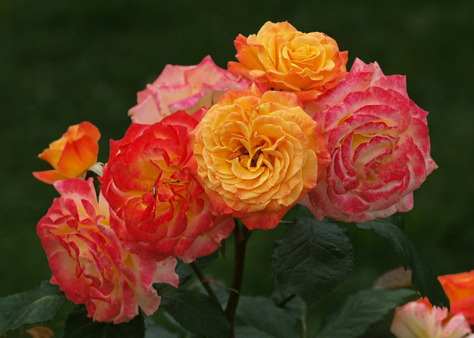 Роза 'Гартеншпас' / Rosa 'Gartenspass'