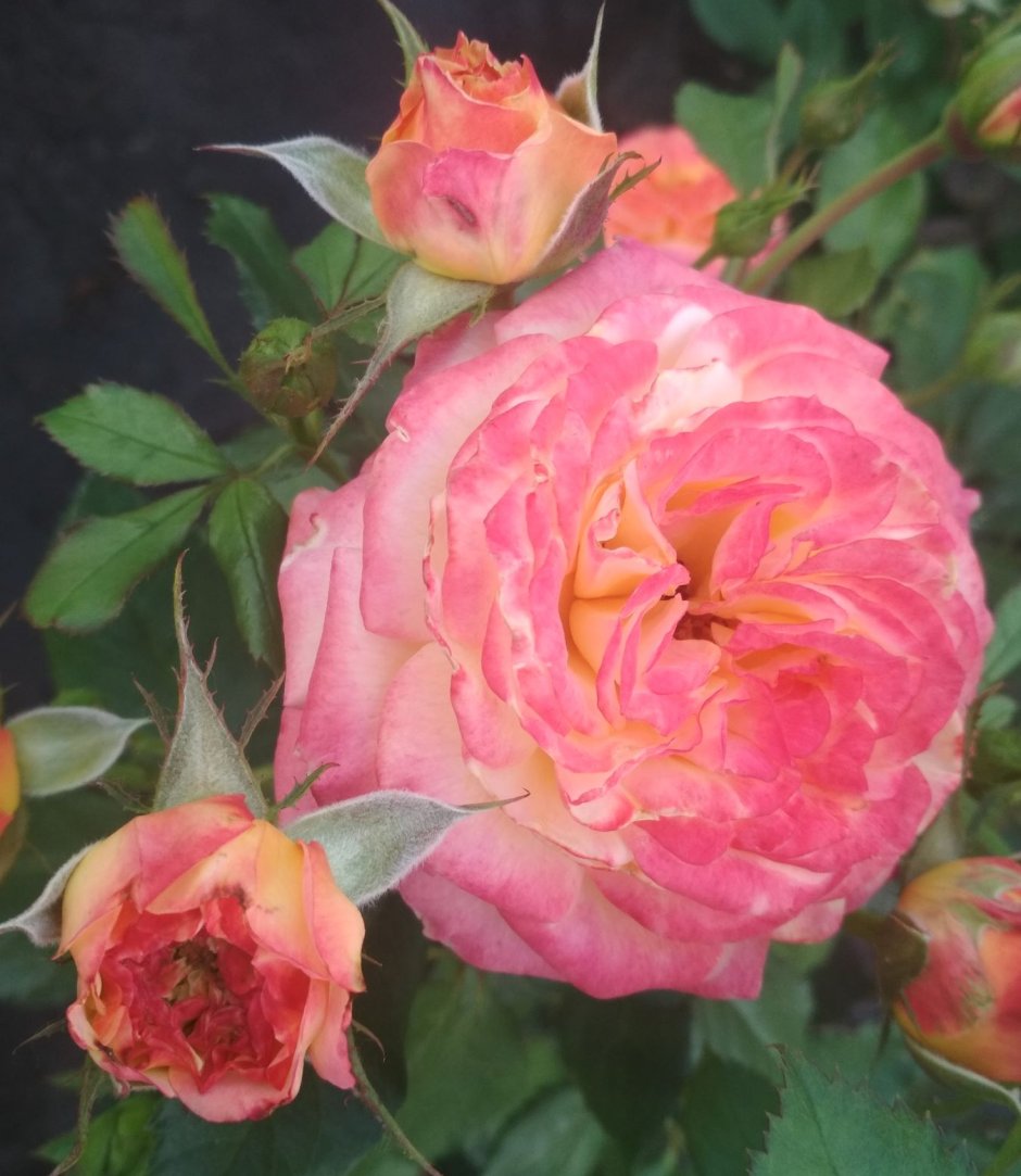 Роза 'Гартеншпас' / Rosa 'Gartenspass'