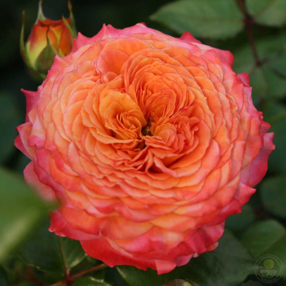 Роза Оранжери