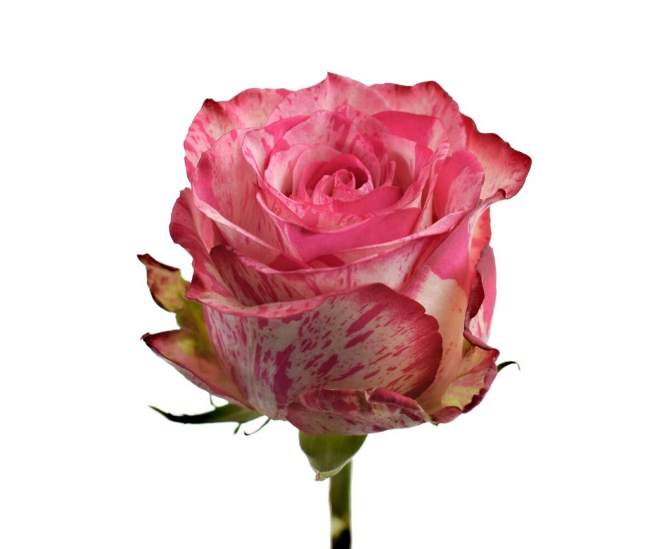 Букет роз Барракуда