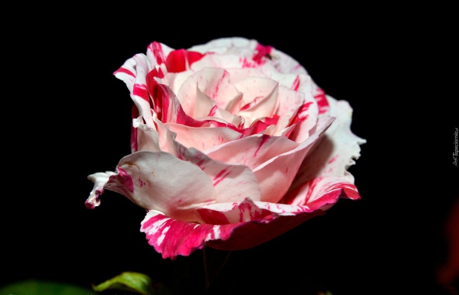 Роза барракуда