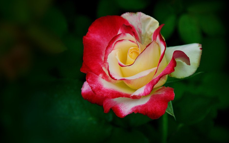 Бутон розы Осирия