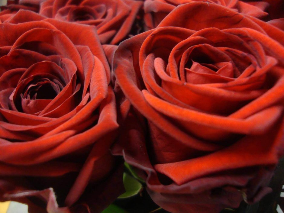 Розы из Эквадора Блэк Мэджик