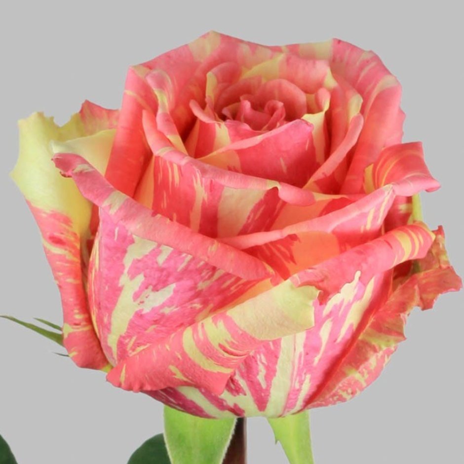 Роза чайно-гибридная Фиеста, розовая