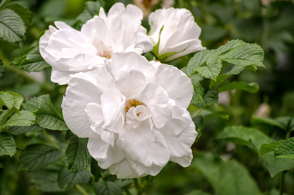 Роза Blanc Double de Coubert (Парковая)