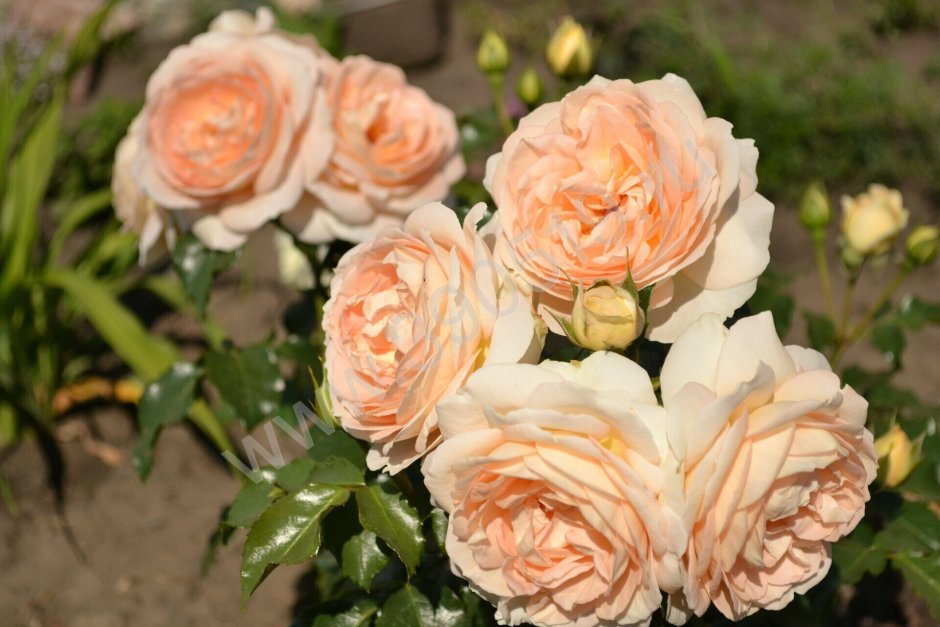 Розы флорибунда 'Marie Antoinette