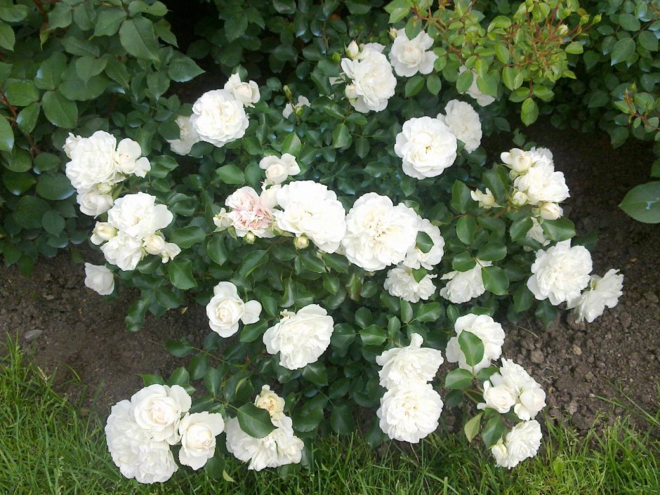 Alba Meidiland роза