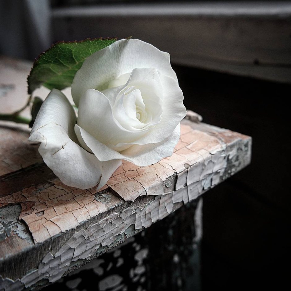 Белые розы на столе