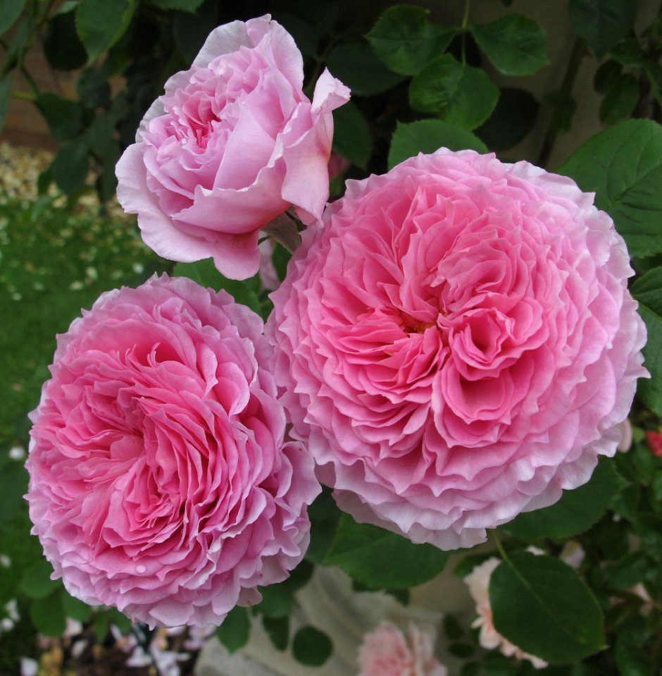 James Galway роза Остина