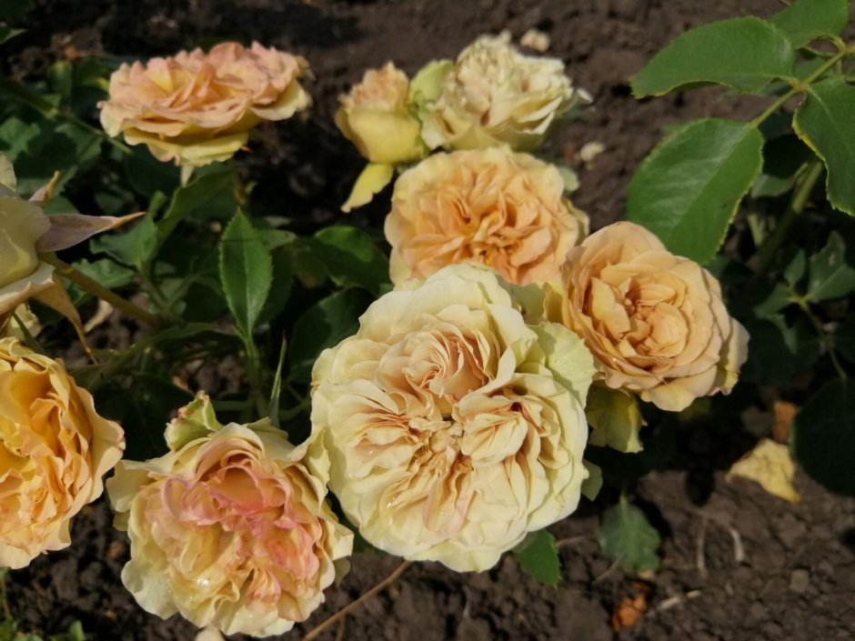 Роза сад Джеймс Браун