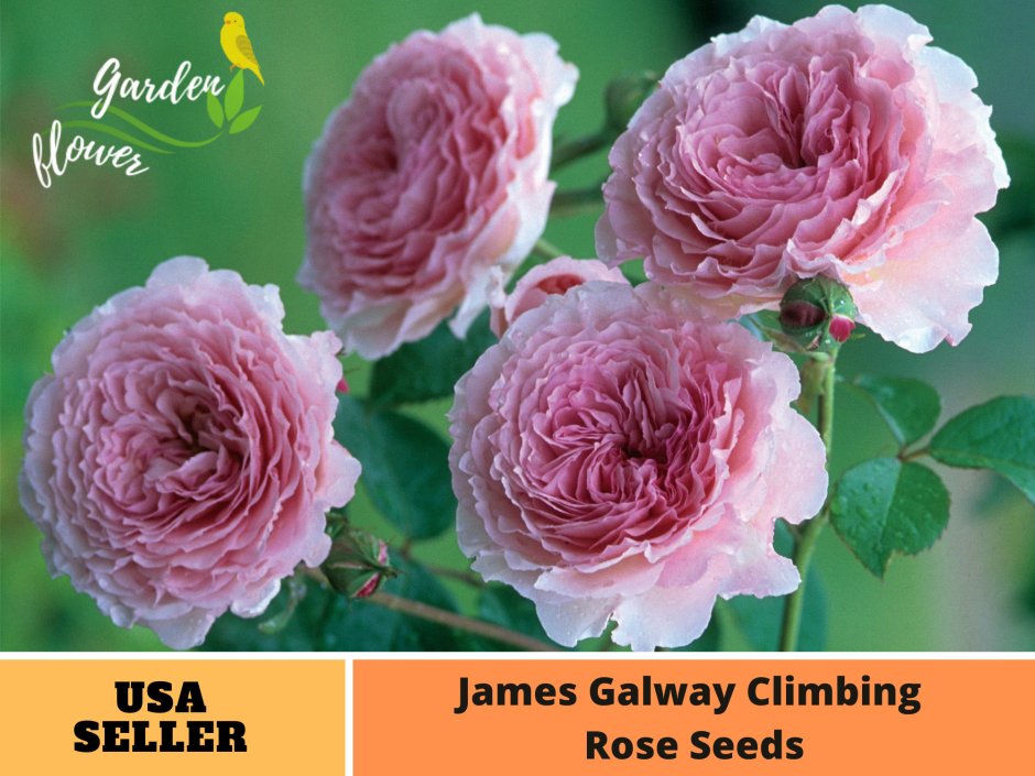 Роза James Galway особенности