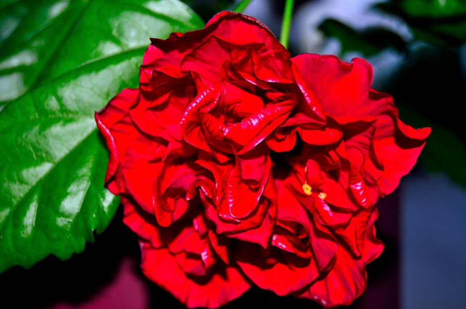 Роза Охара красная