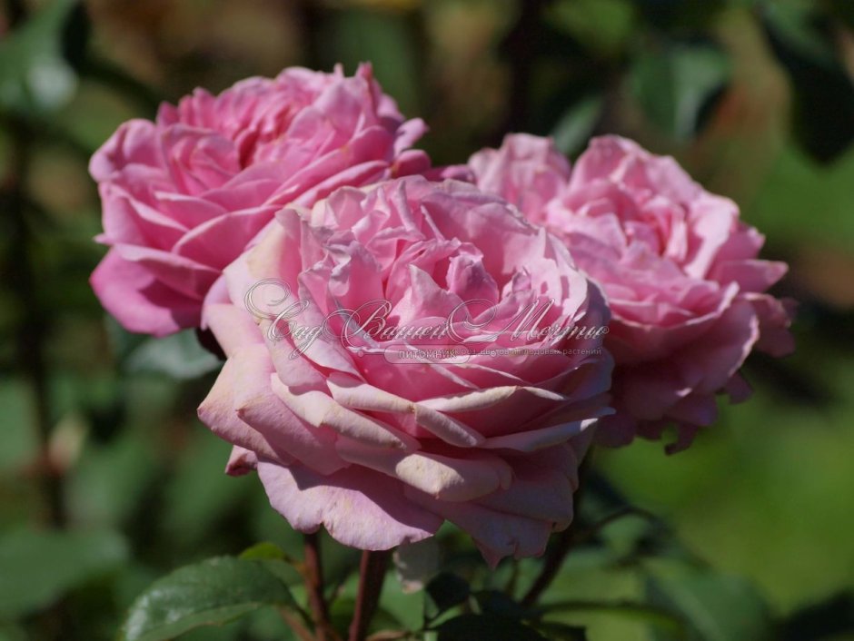 Роза Duchesse de Berry
