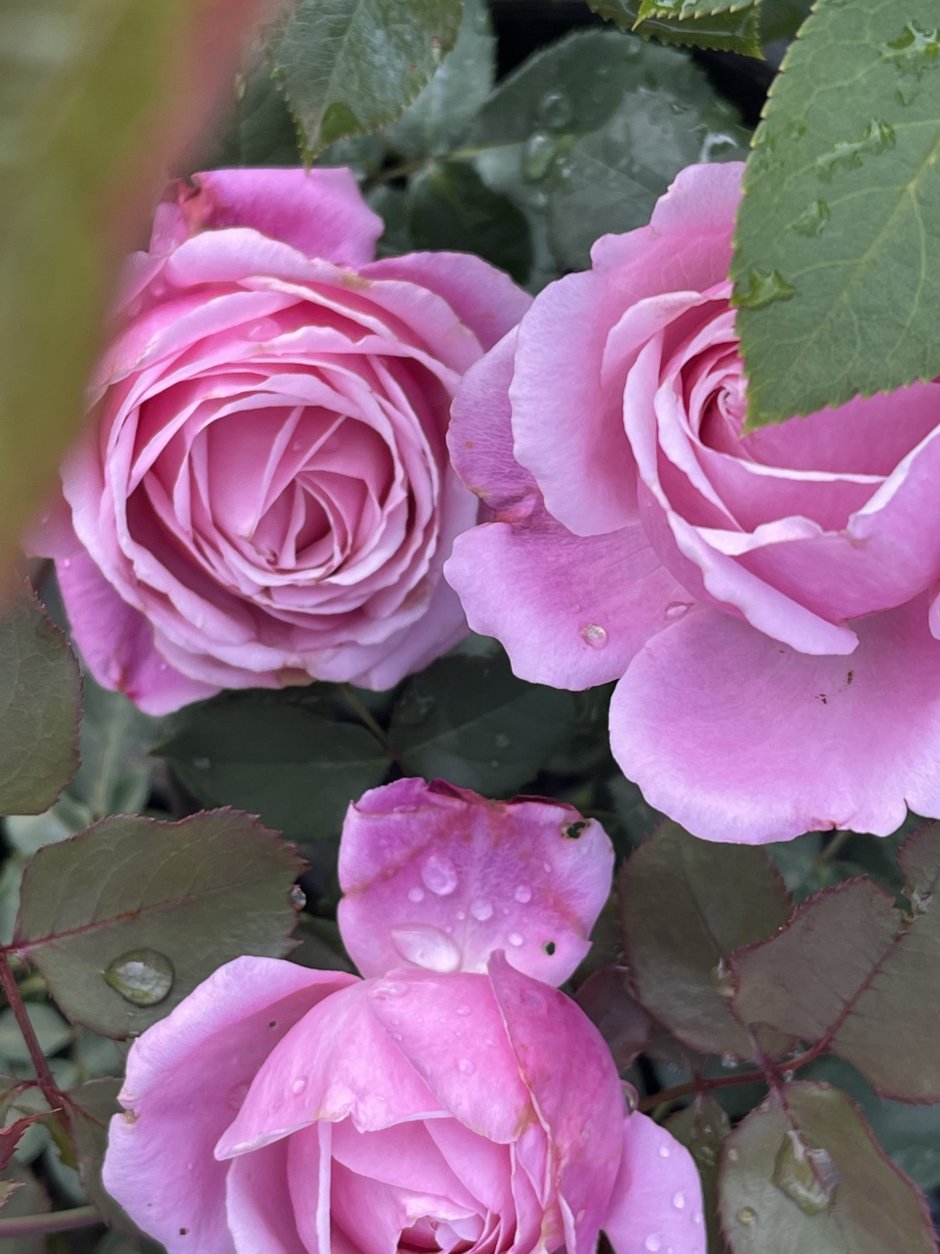 Плетистая сиреневая роза Виолетта