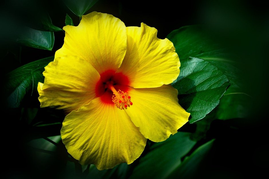 Гибискус желтые цветы