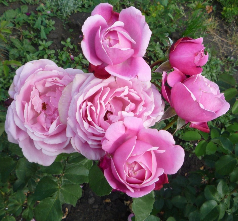 Роза плетистая насыщенно фиолетовая "нарядная принцесса"