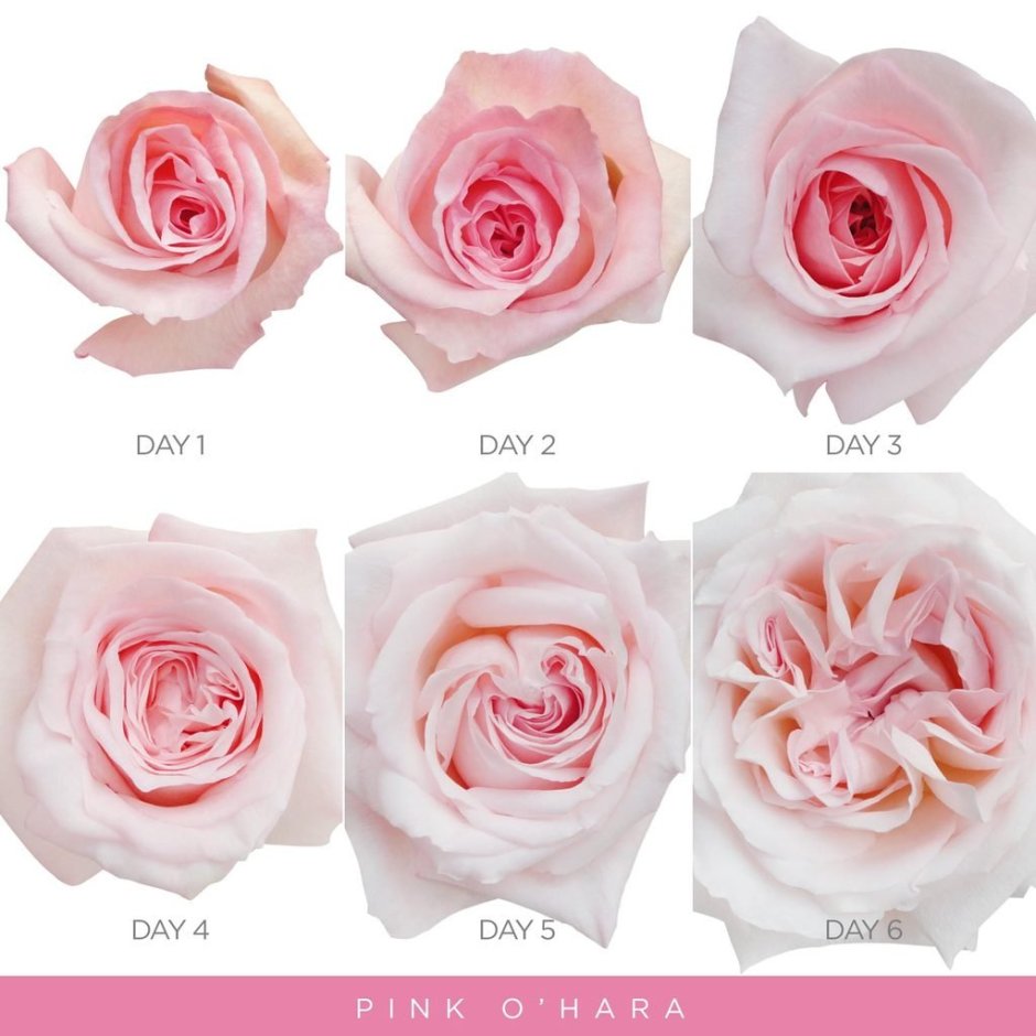 Pink Ohara роза Эквадор