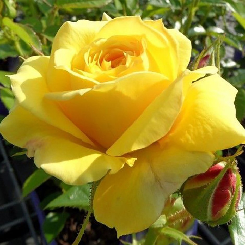 Роза фрезия флорибунда желтая